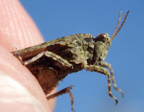 Tetrix sp.